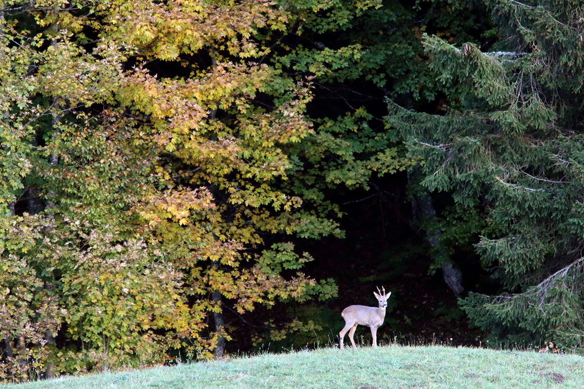 chevreuil automne jura