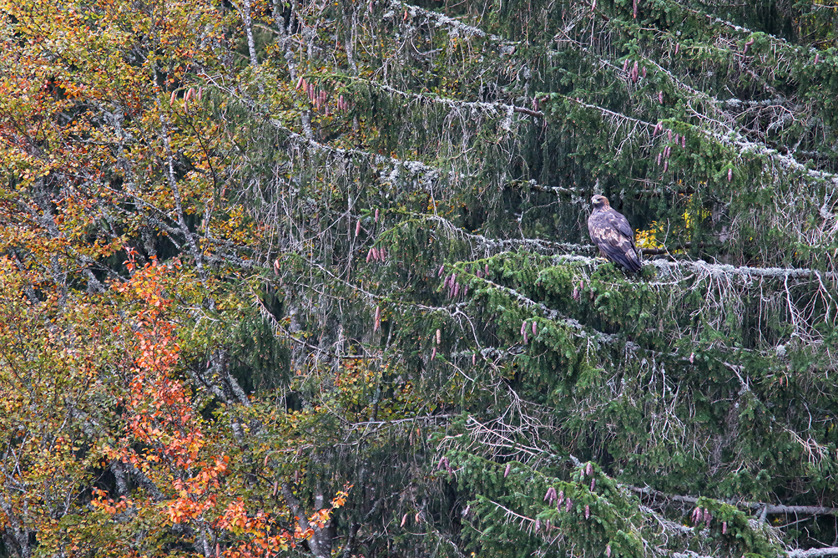aigle royal jura automne