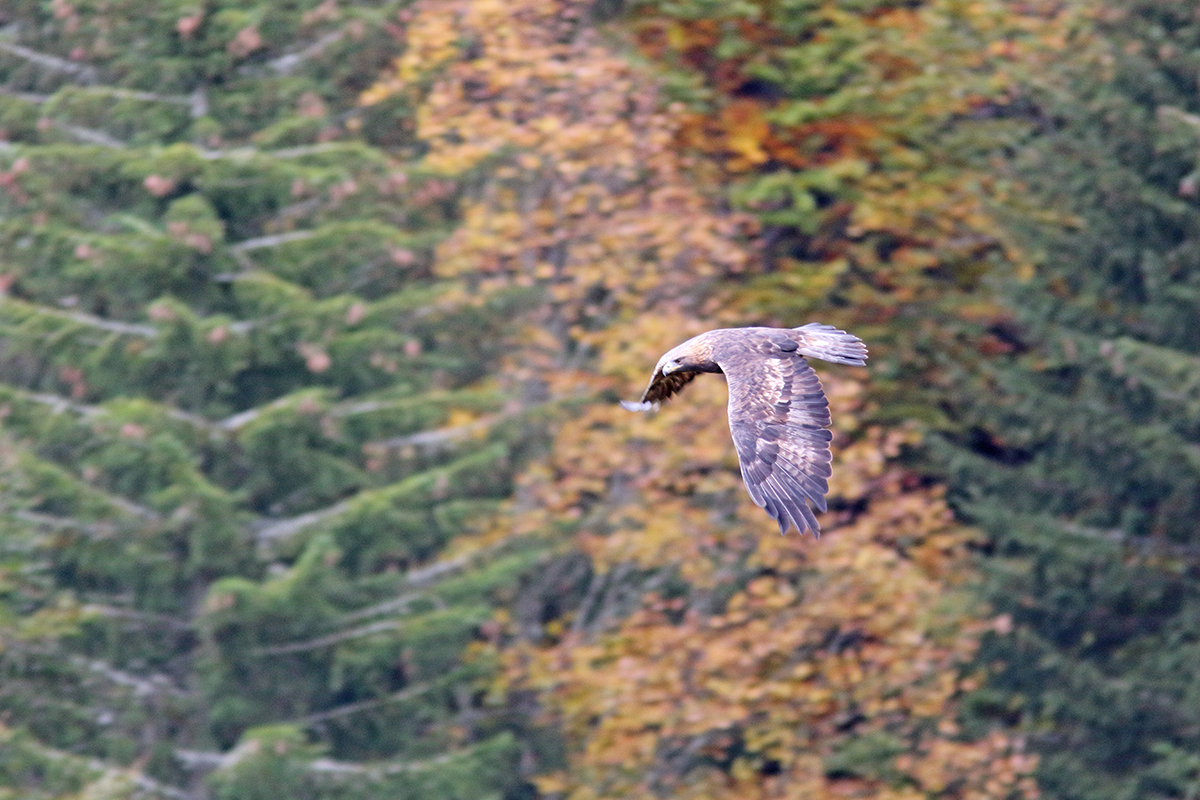 aigle royal jura automne