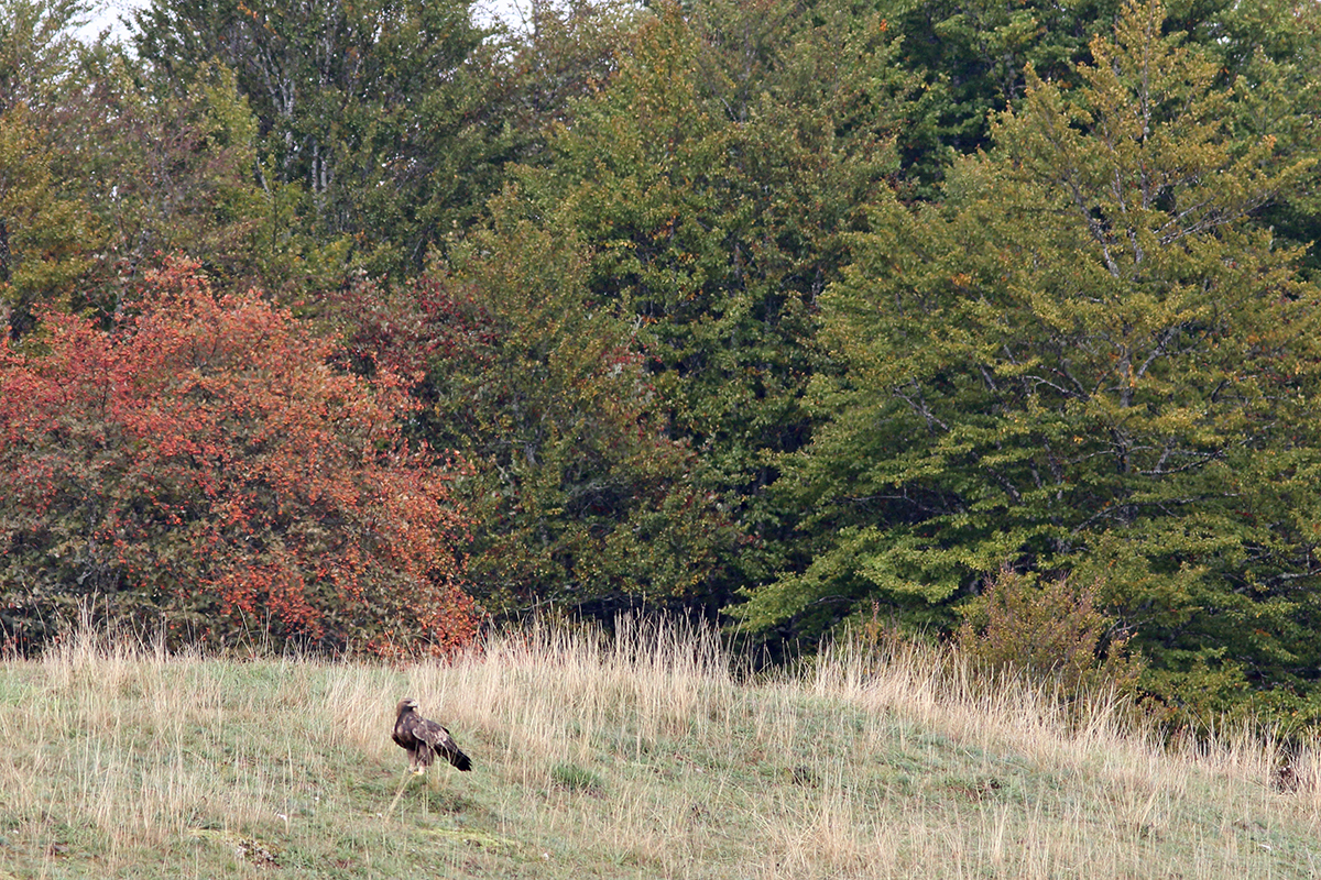 aigle royal jura automne