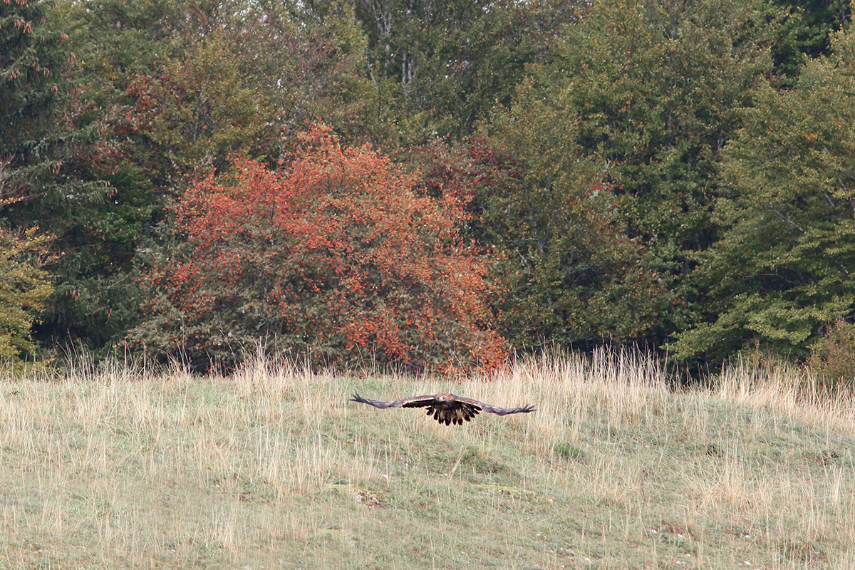 aigle royal jura automne