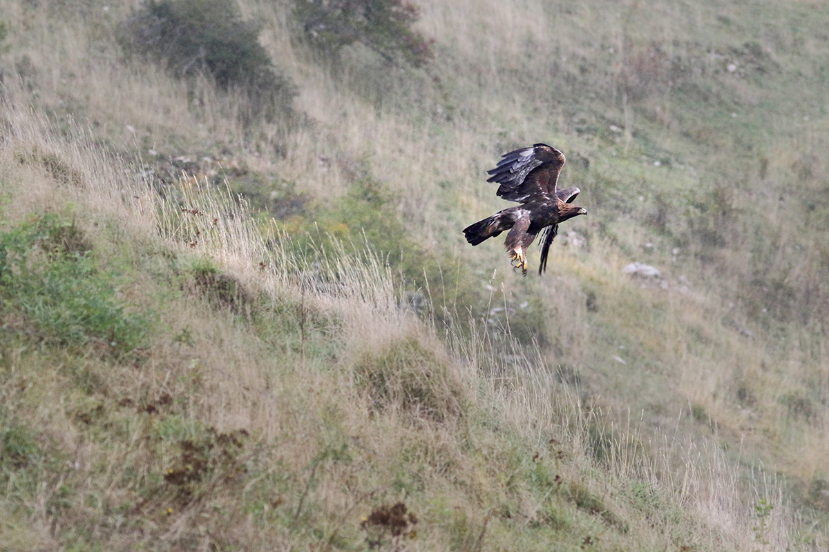 aigle royal jura automne