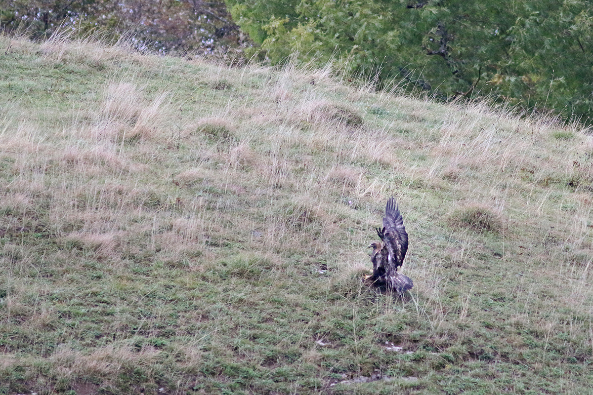 aigle royal jura automne