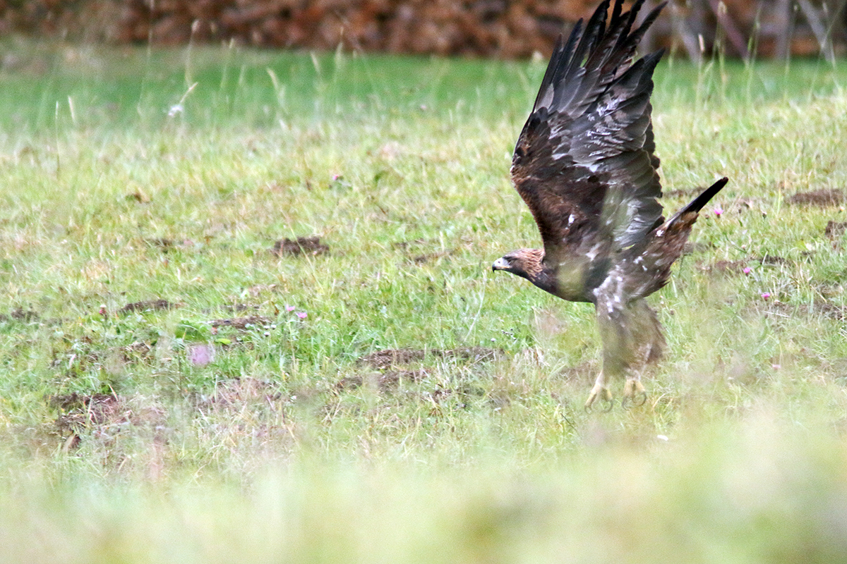 aigle royal jura automne