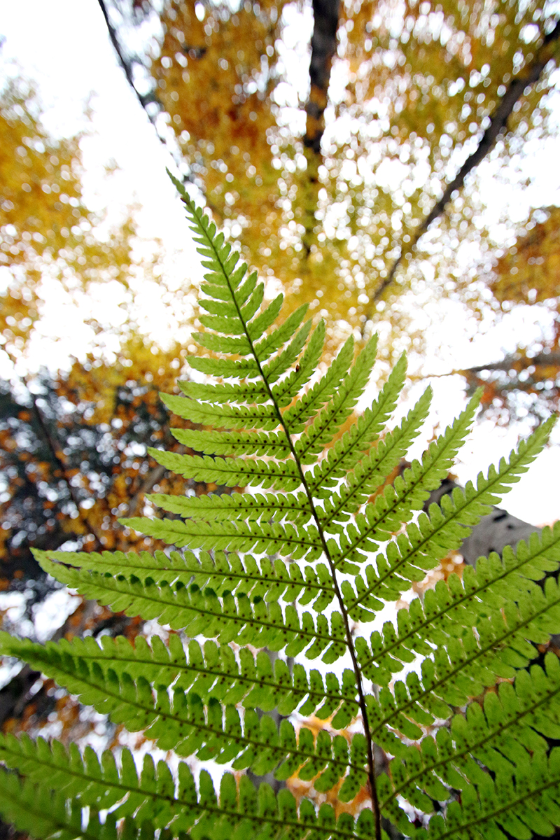 automne jura