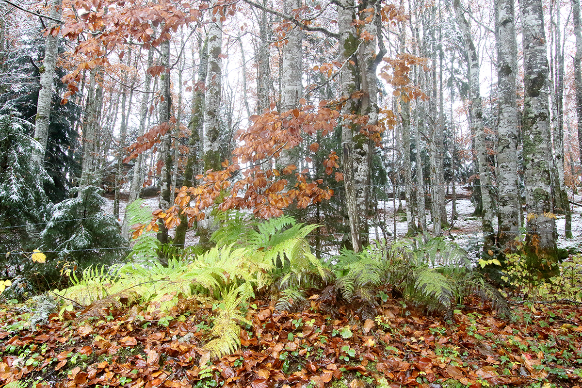 automne jura