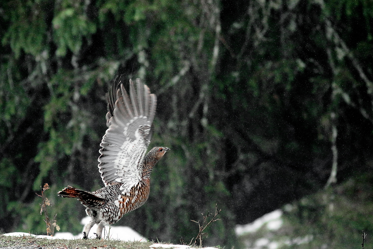 poule tetras jura