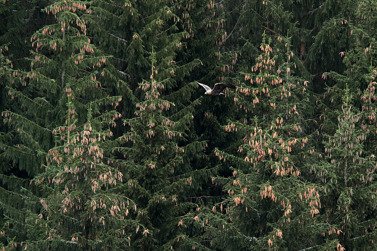 aigle royal jura automne hiver julien arbez