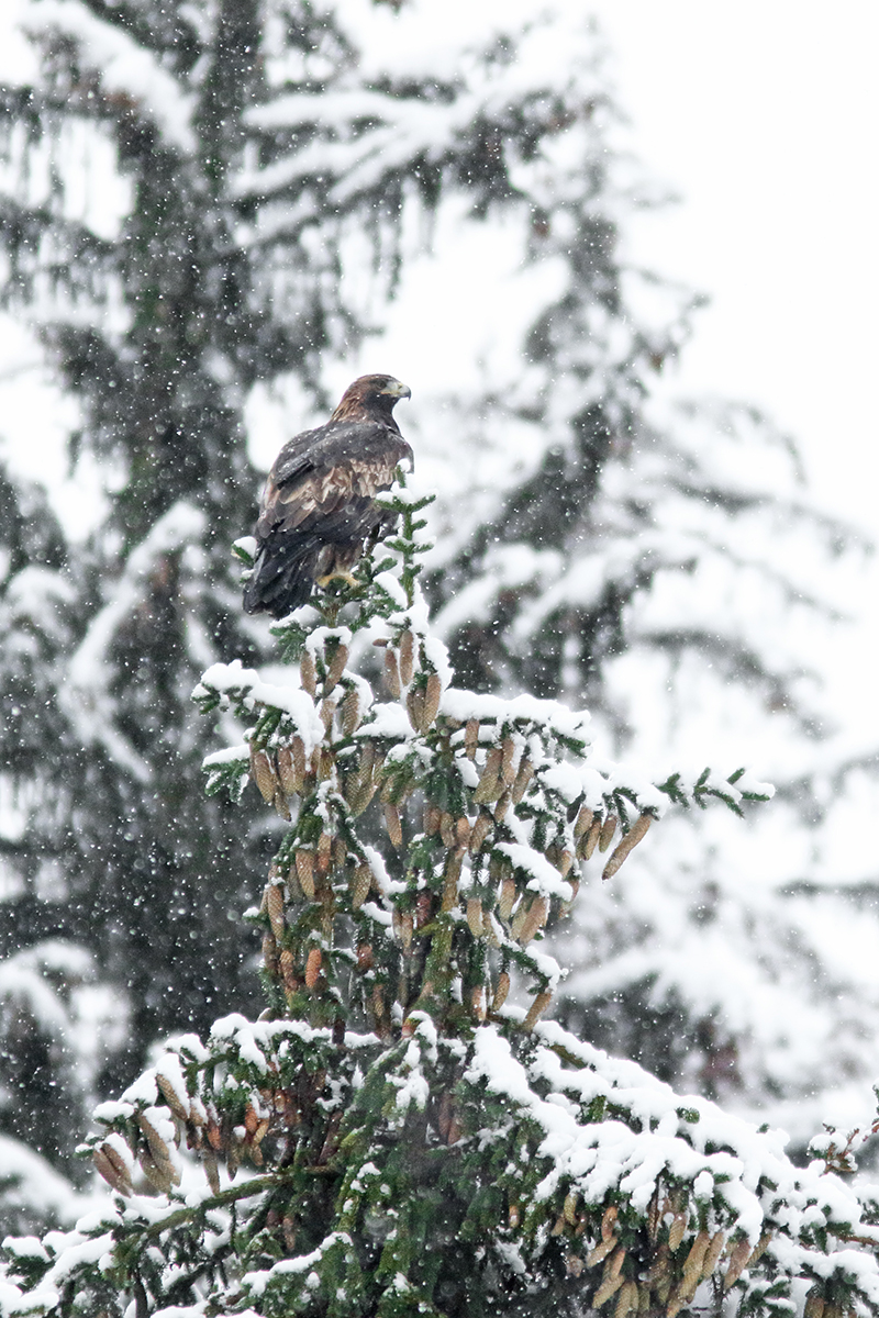 aigle royal jura automne hiver julien arbez