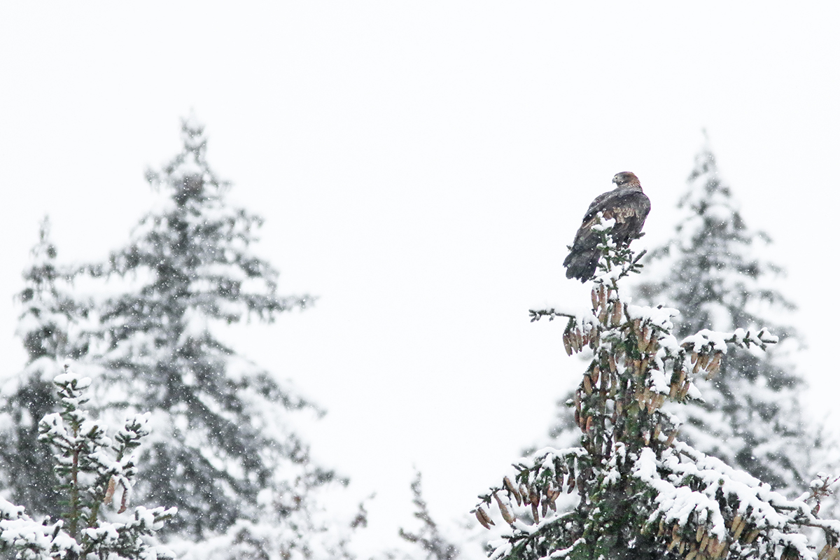 aigle royal jura automne hiver julien arbez