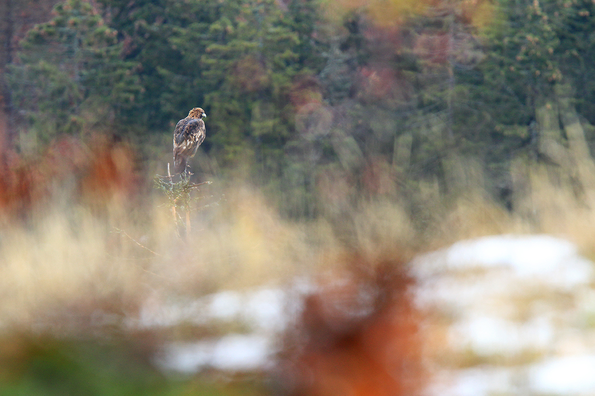 aigle royal jura automne hiver julien arbez