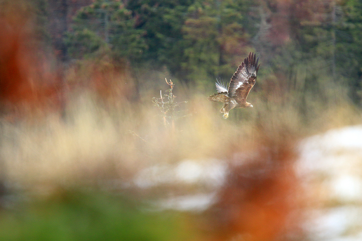 aigle royal jura automne hiver julien arbez