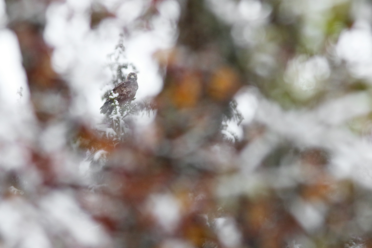 aigle royal jura automne hiver julien arbez