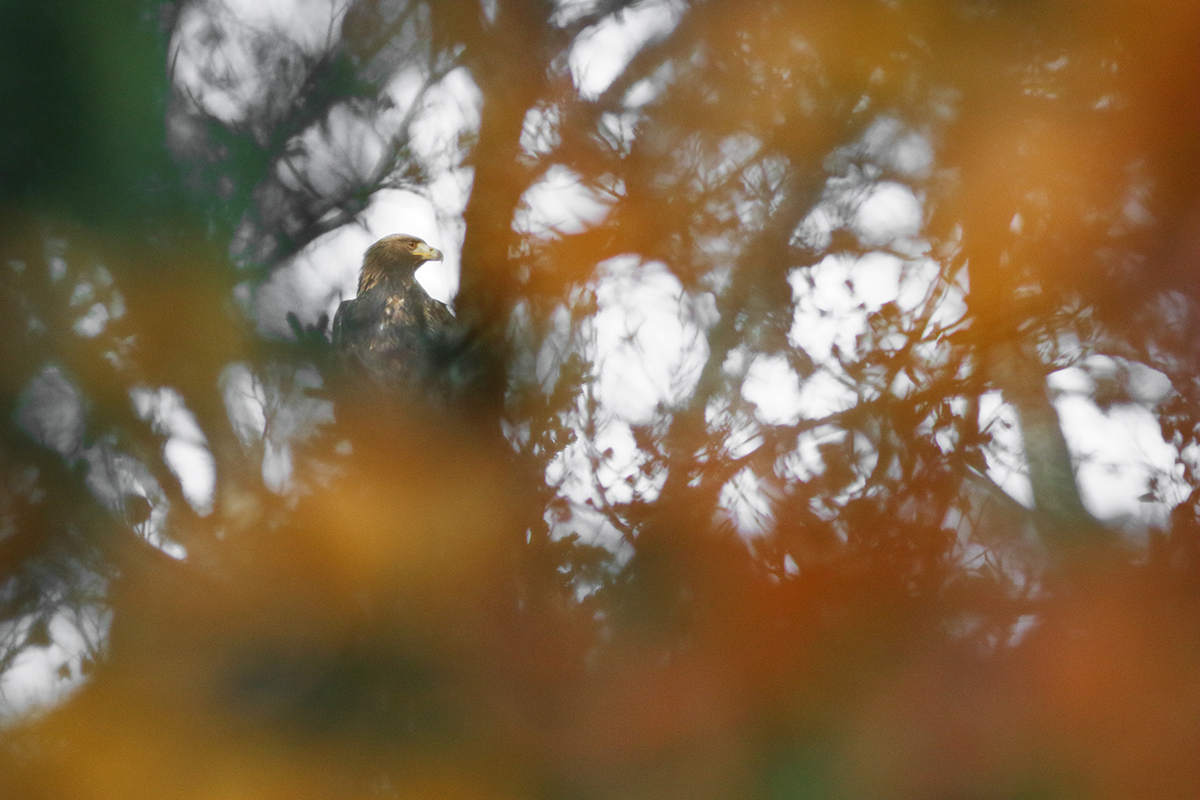 aigle royal jura automne hiver julien arbez