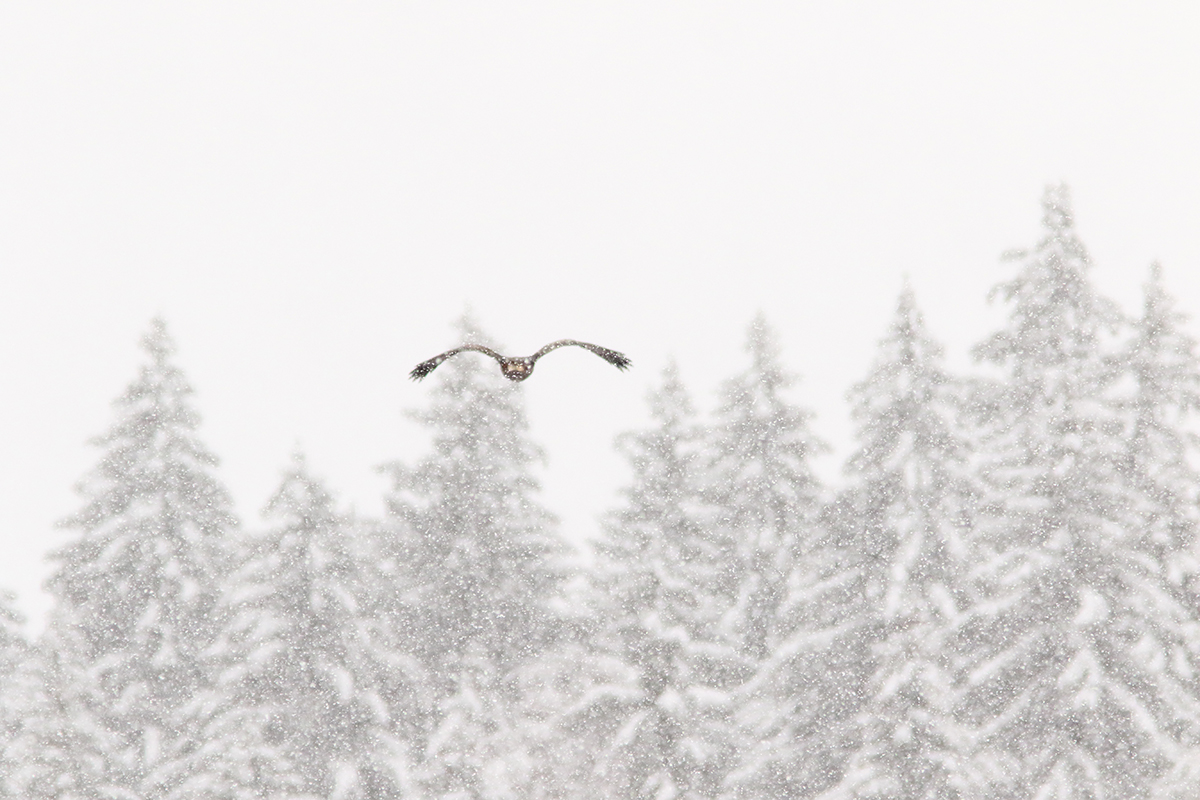 aigle royal jura automne hiver julien arbez