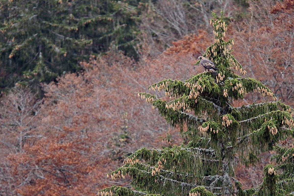 aigle royal jura automne hiver julien arbez