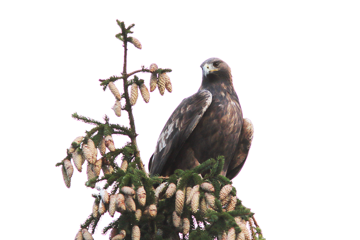 aigle royal jura automne hiver julien arbez