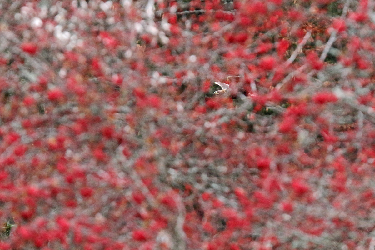 aigle royal jura automne hiver julien arbez