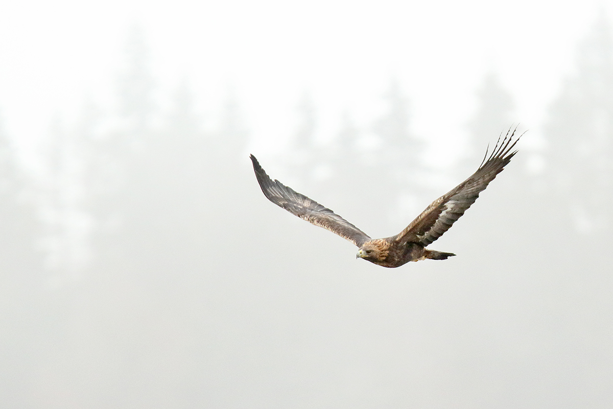 aigle royal jura automne hiver julien arbez