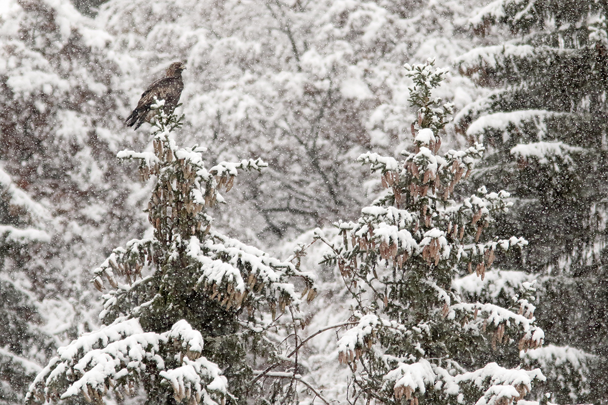 aigle royal jura automne hiver julien arbez