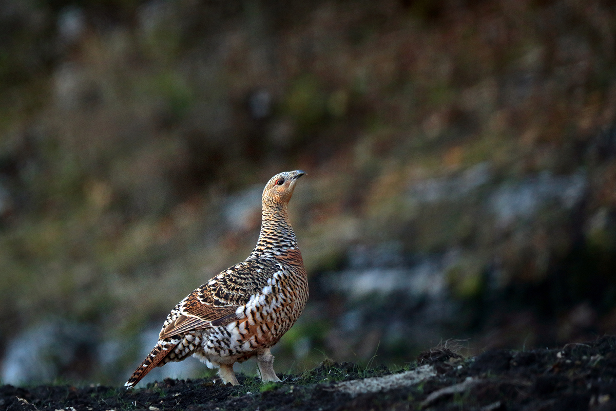 poule tetras jura