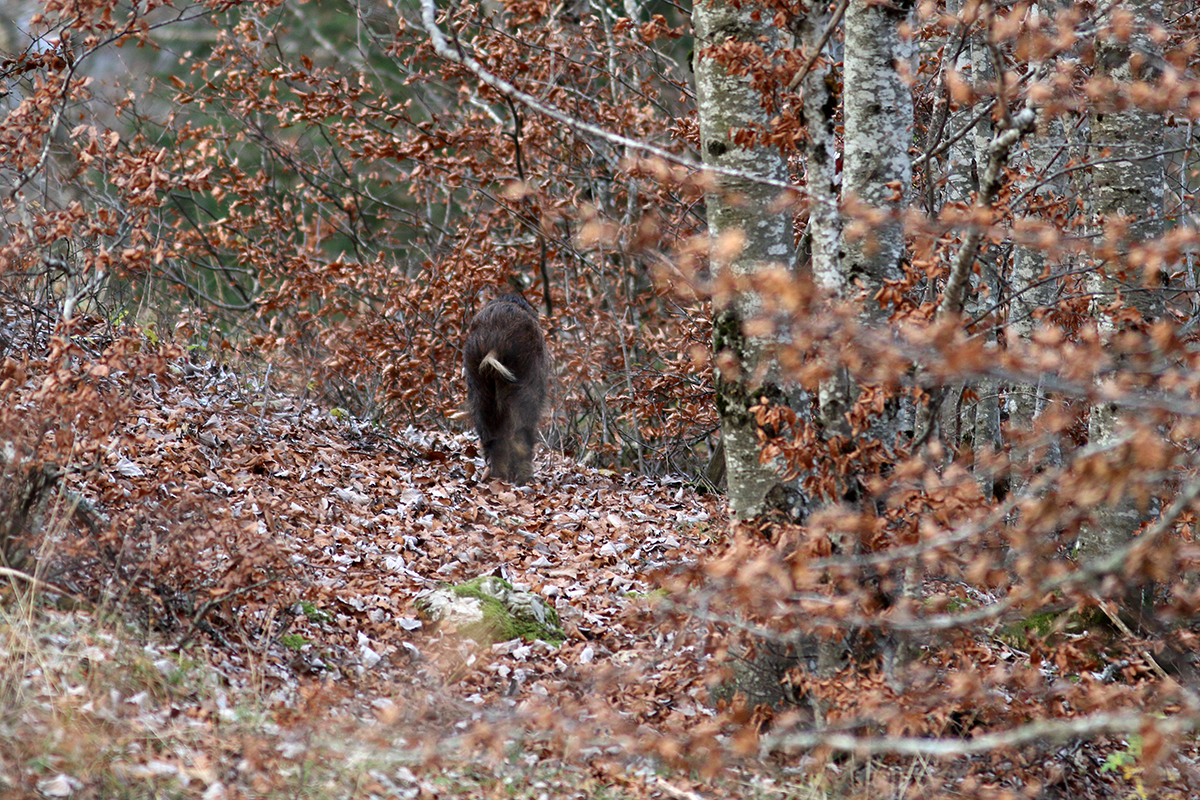 sanglier jura