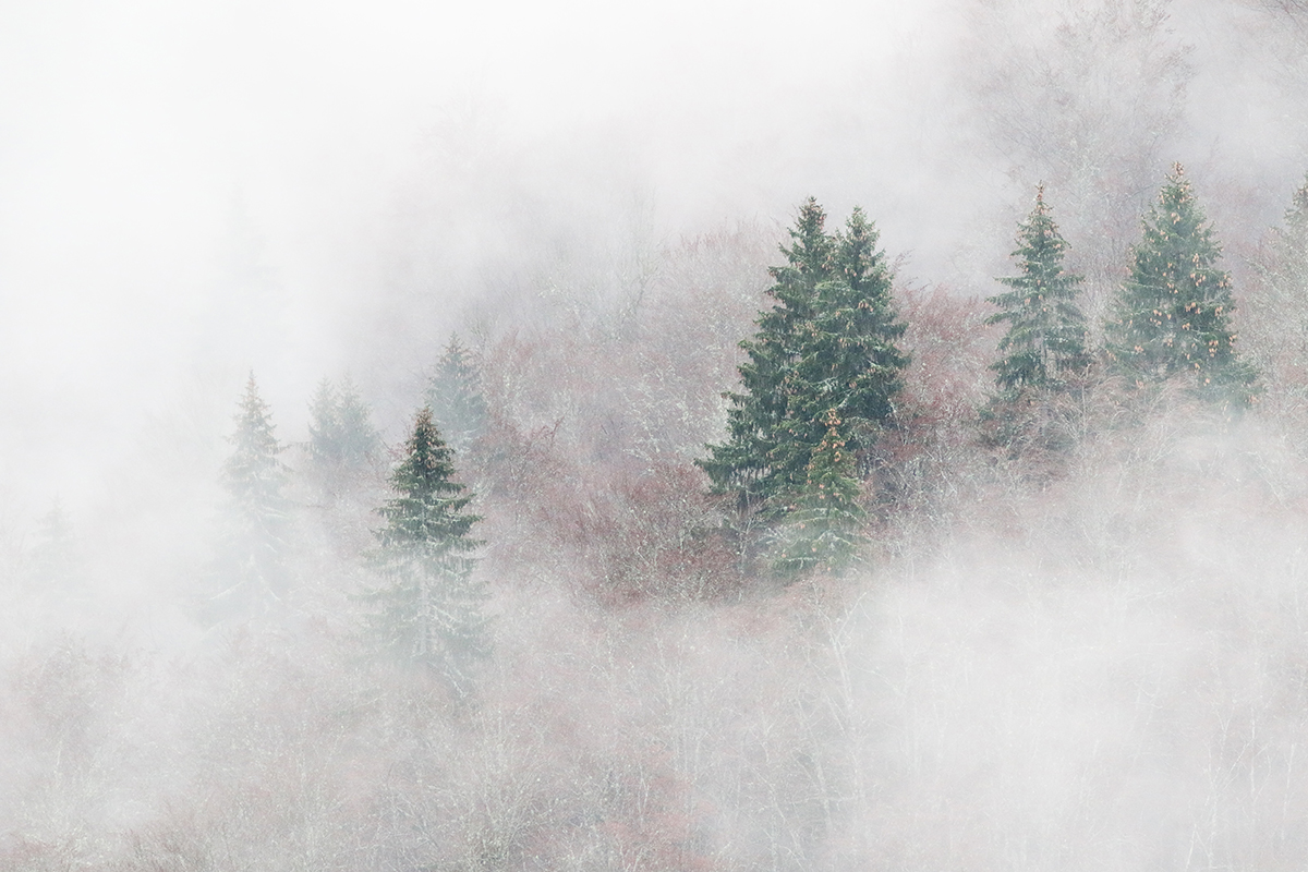 brume foret