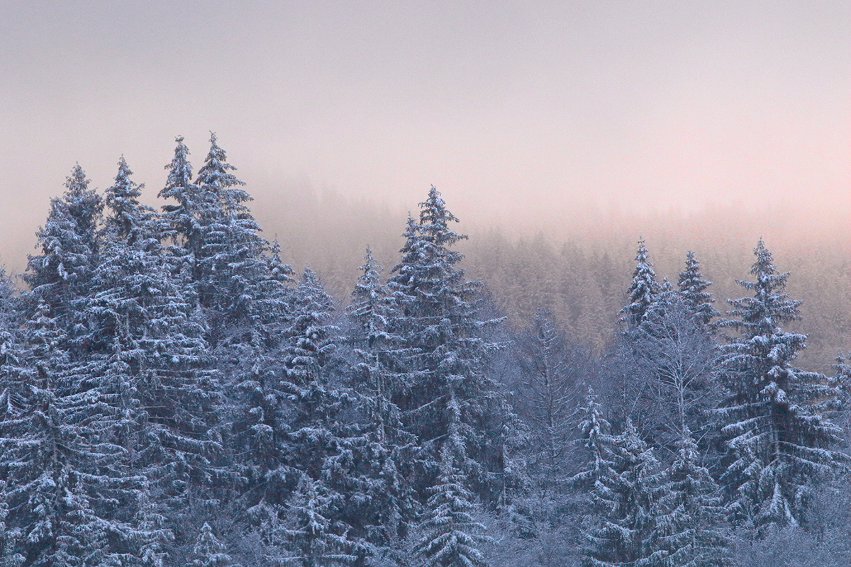 foret jura