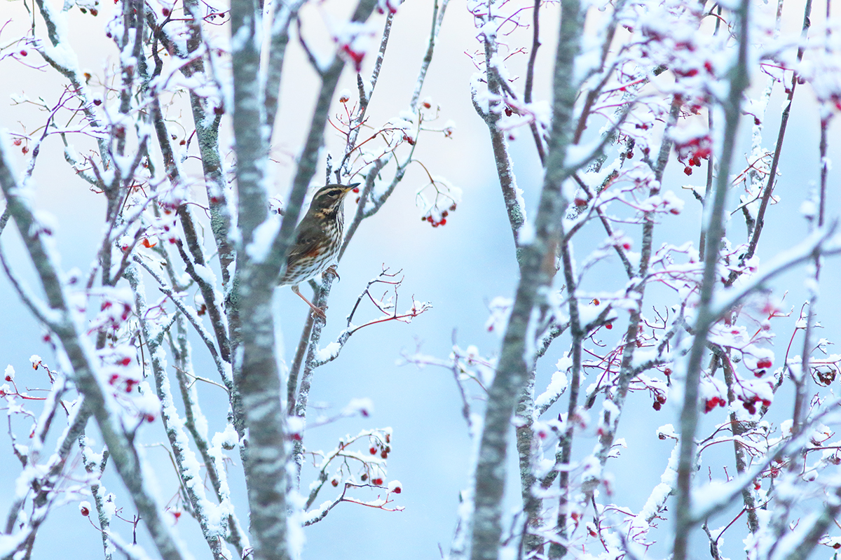 grive hiver jura