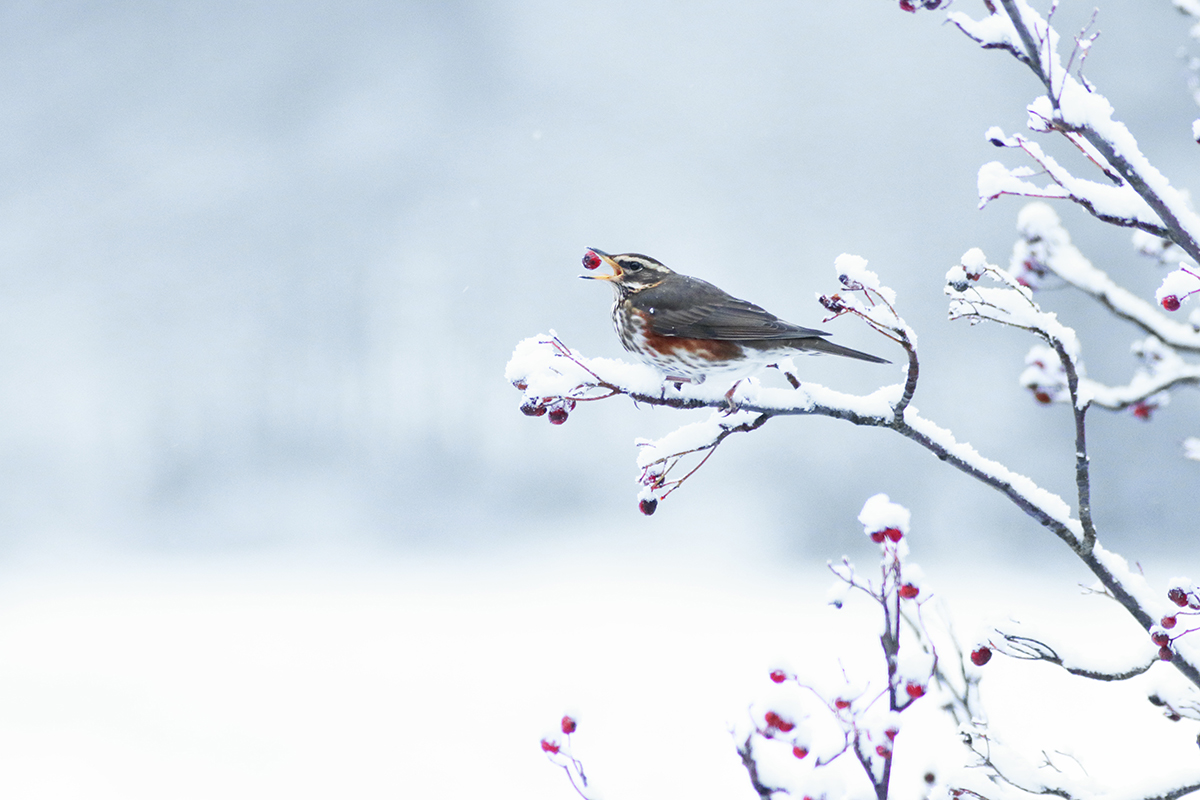 grive hiver jura