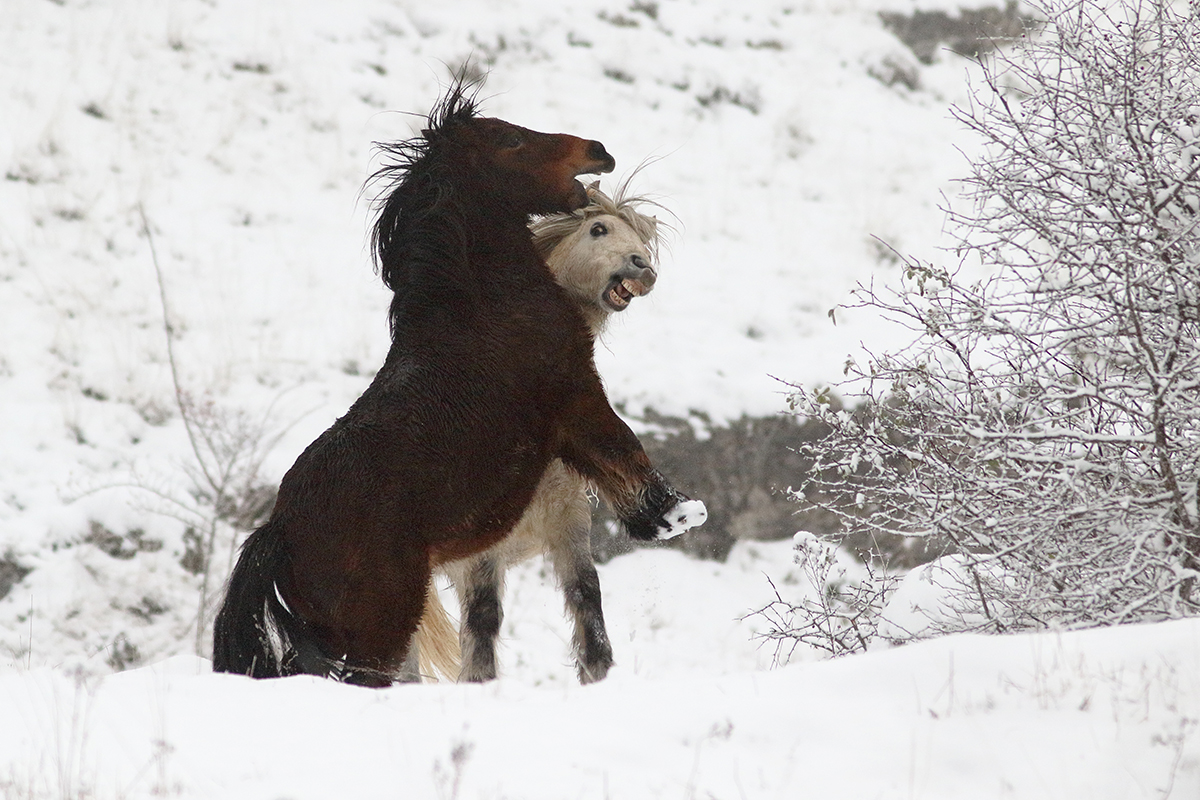 chevaux jeux neige