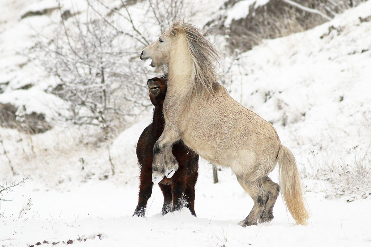 chevaux jeux neige