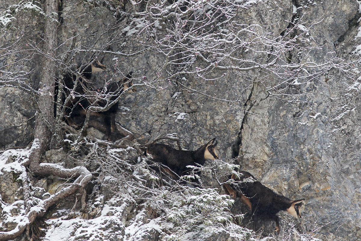 chamois jura