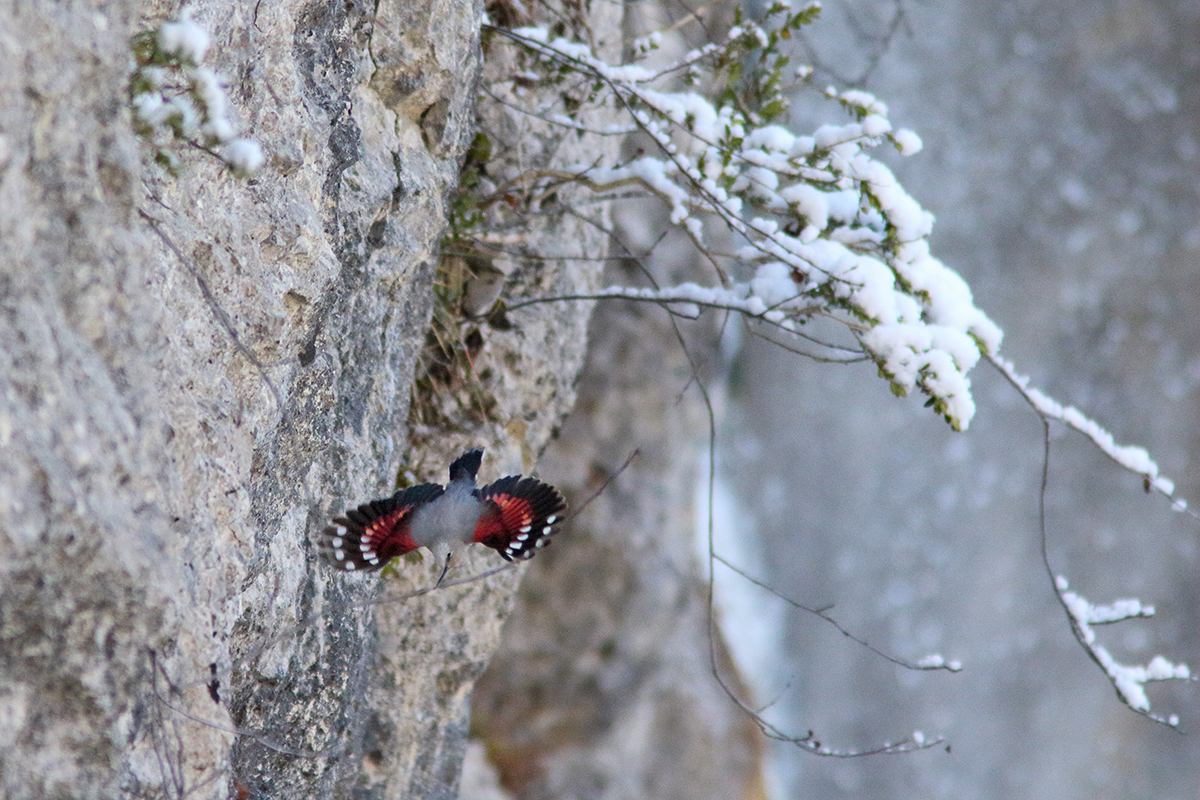 tichodrome hiver jura arbez