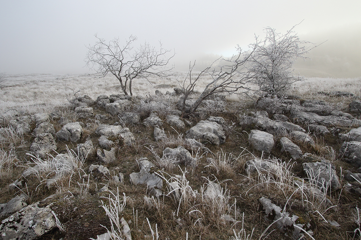 brume la pesse givre hivr