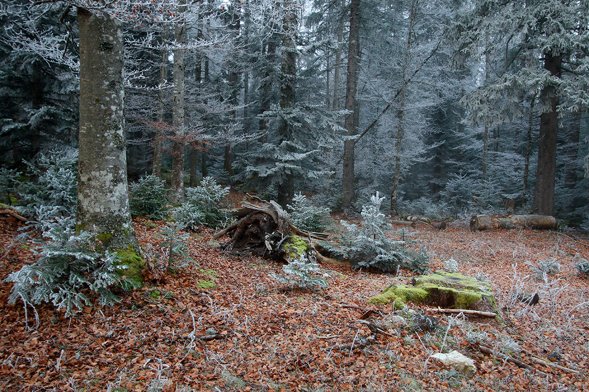 givre foret