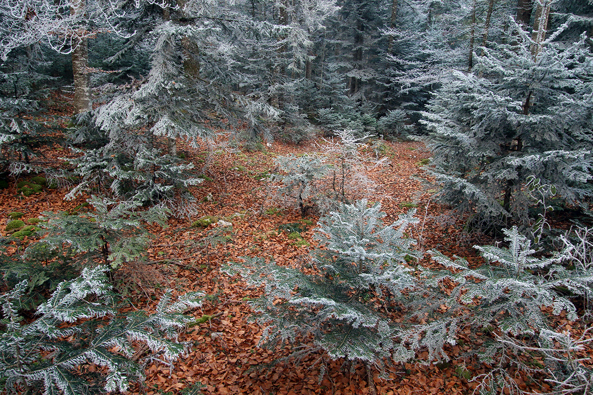 givre forêt