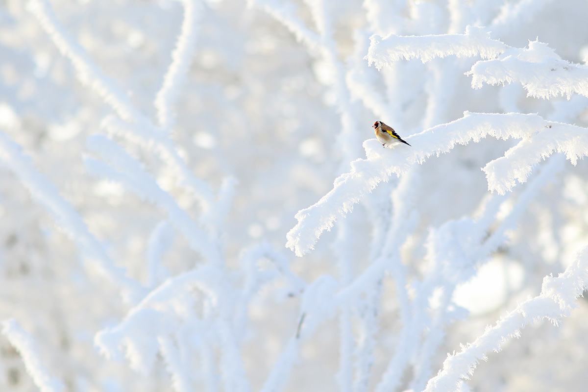 chardonneret hiver jura