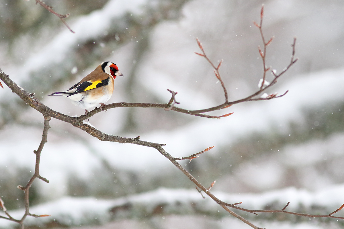 chardonneret hiver jura