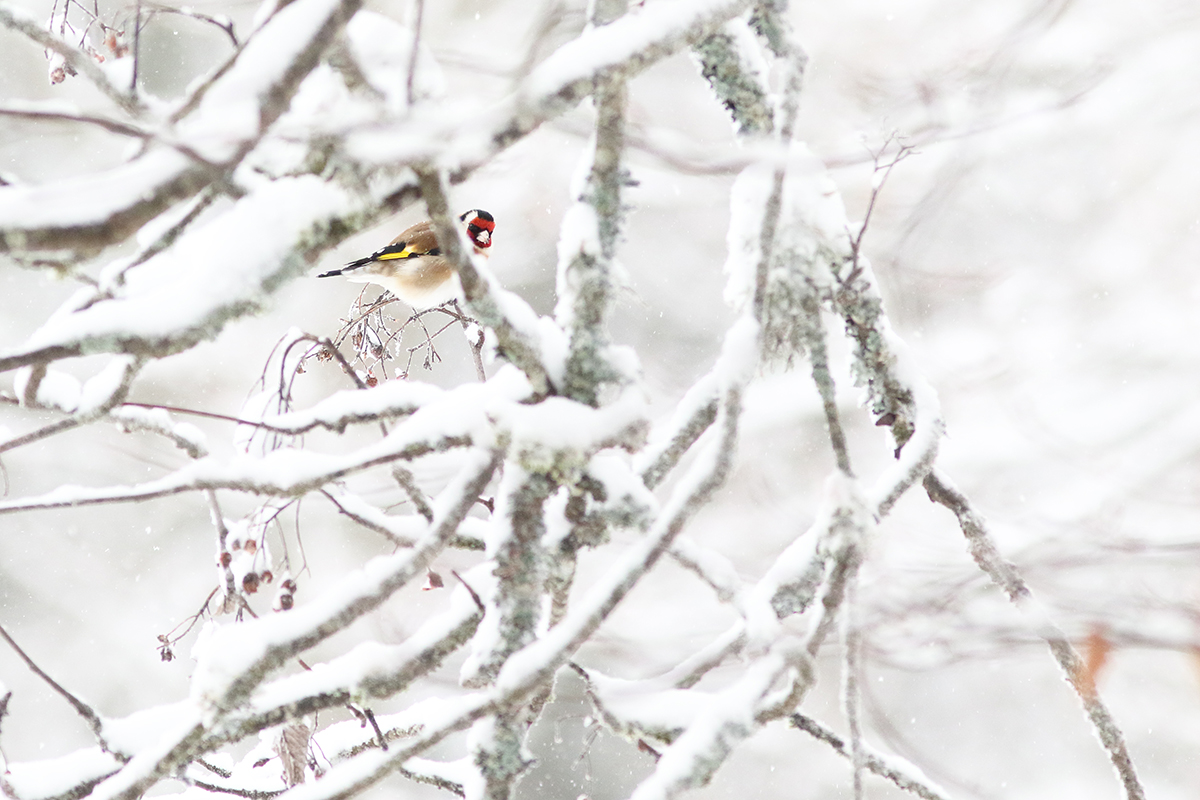 chardonneret hiver jura