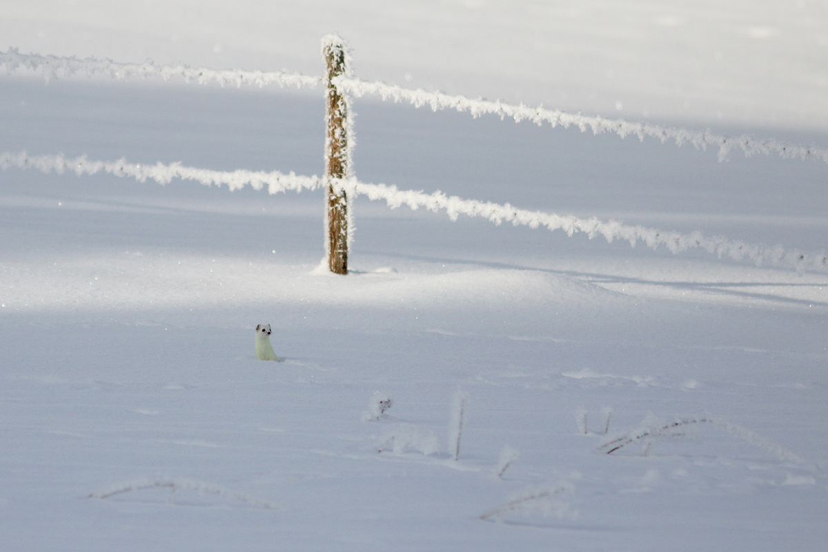 hermine hiver jura