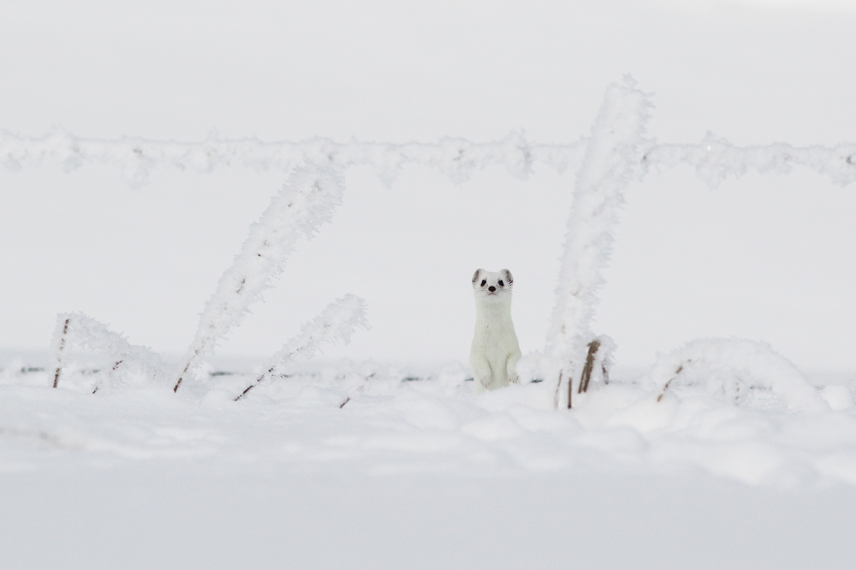 hermine hiver jura