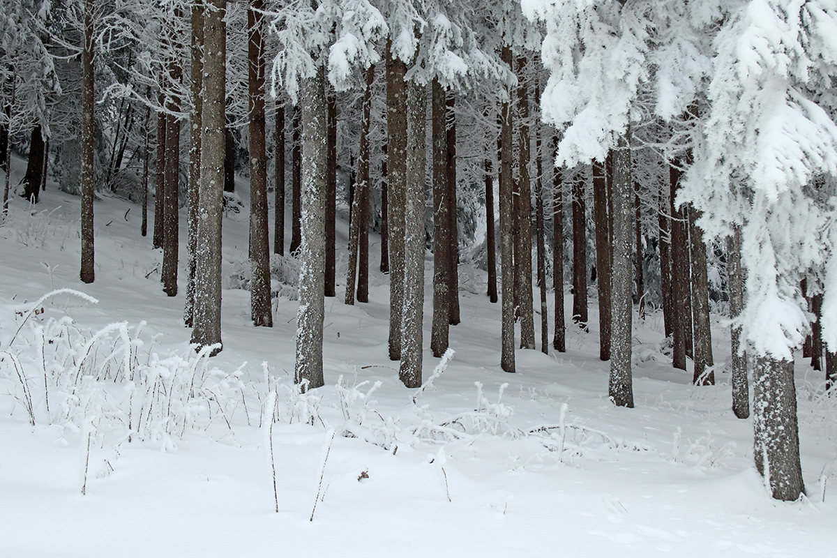 forêt hiver jura