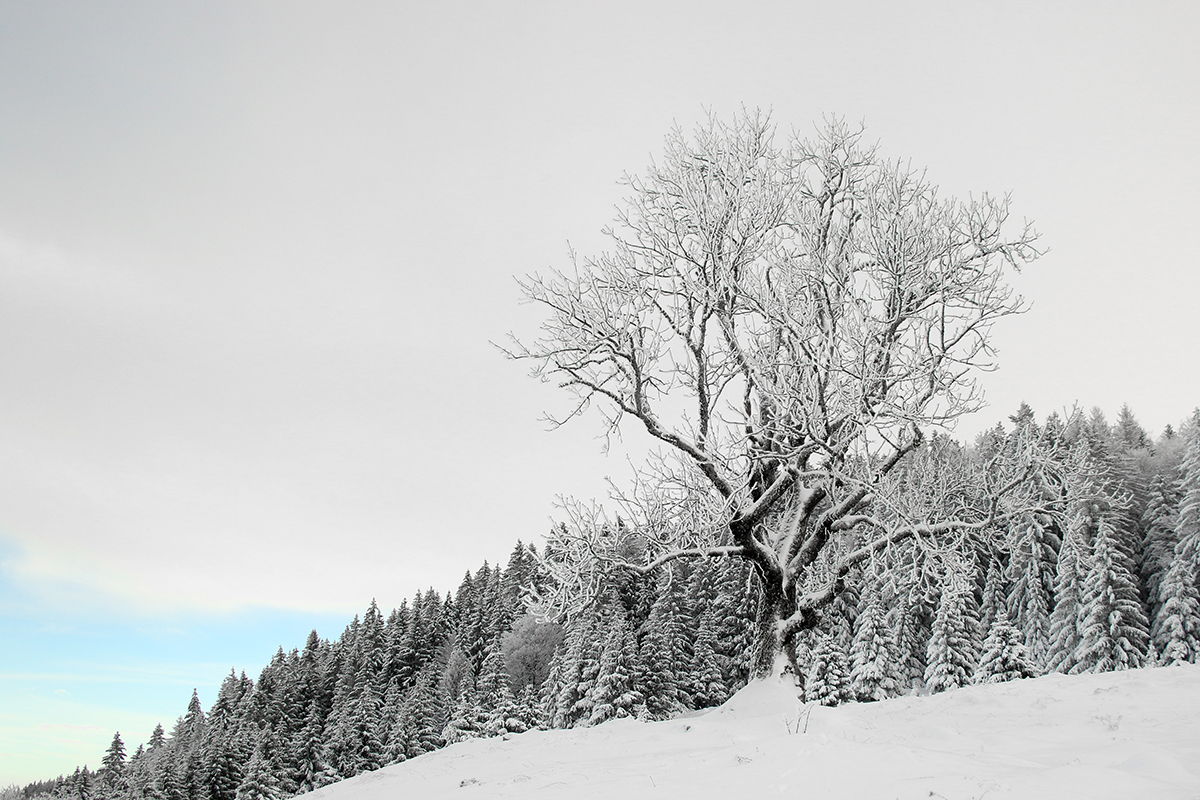 forêt hiver jura