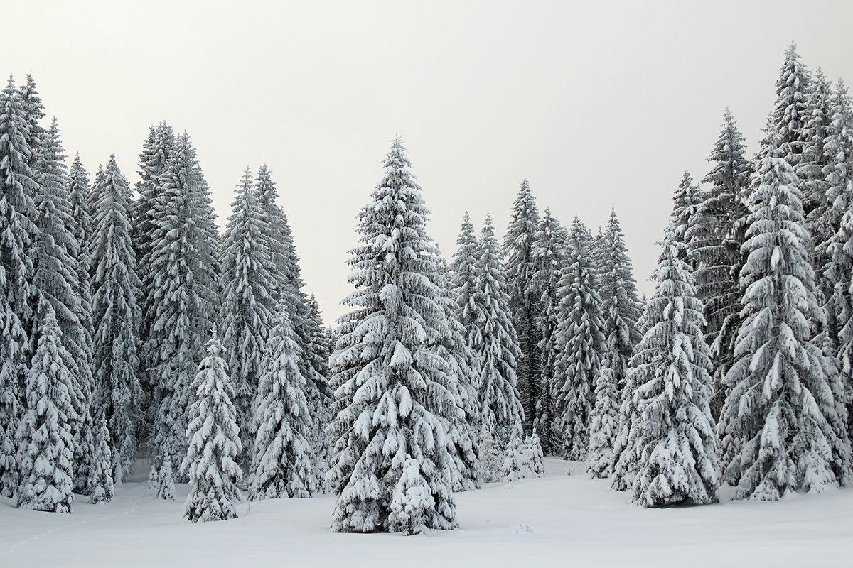 forêt hiver jura