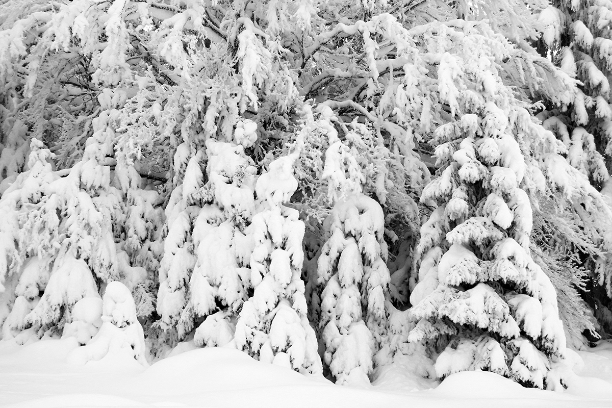 forêt hiver jura