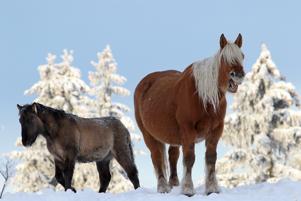 chevaux jura