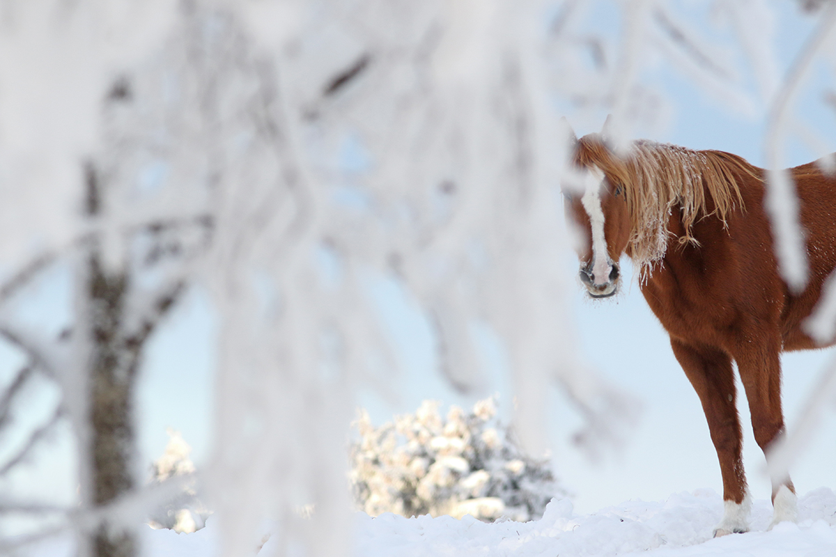 cheval jura