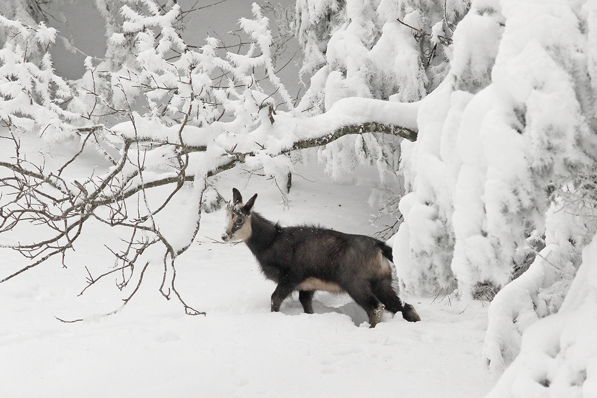 chamois hiver forêt jura