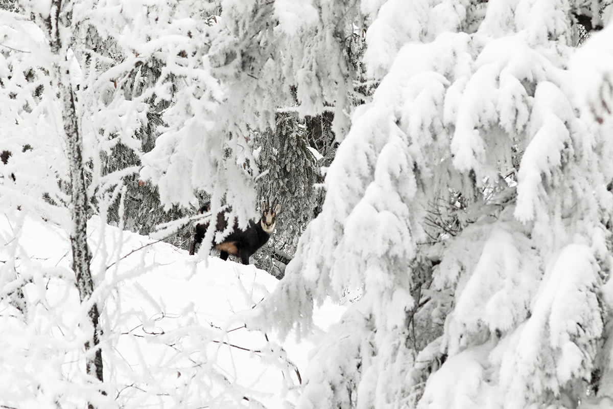 chamois hiver forêt jura